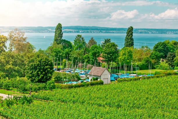 krajobraz kurowy z plantacją owoców w pobliżu hagnau nad jeziorem bodeńskim (niemcy) - hagnau zdjęcia i obrazy z banku zdjęć