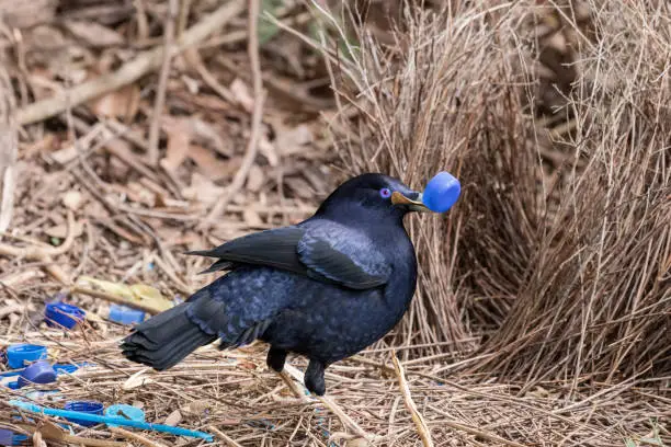 Photo of Male Satin Bowerbird