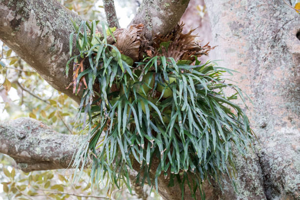 Elkhorn Fern Elkhorn Fern in fig Tree platycerium bifurcatum stock pictures, royalty-free photos & images