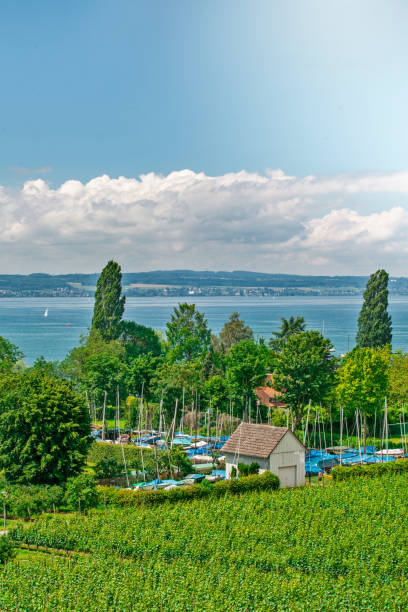 paisaje curtural con plantación de frutas cerca de hagnau en el lago constanza (alemania) - hagnau fotografías e imágenes de stock