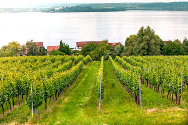 istock Apple tree plantation on Lake Constance, Germany 1175122998