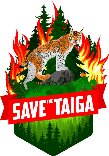 rette den taiga-waldwald-wald-wald-wald -entwaldung konzept vektor illustration emblem mit luchs - baikalsee stock-grafiken, -clipart, -cartoons und -symbole