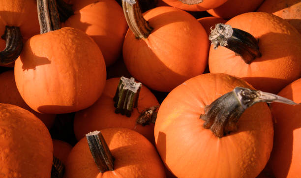 istock Stacks of orange pumpkins 1175124038