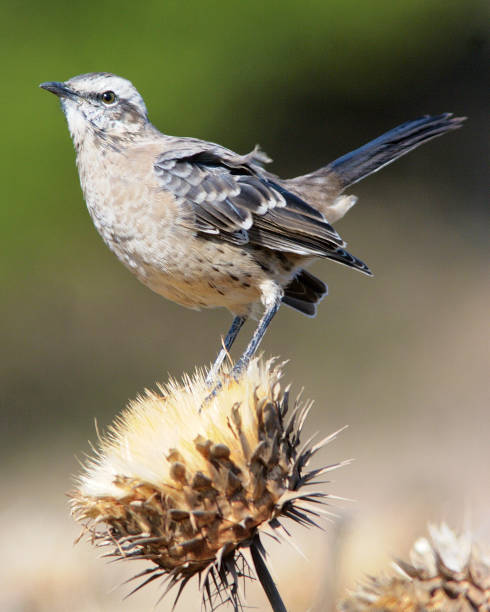 istock A Chilean Mockingbird standing on an old Sunflower head 1175125085