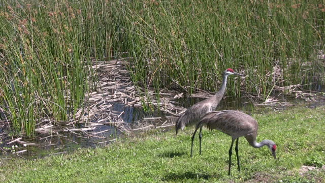 Pair of Sandhill Cranes In A Wetlands
