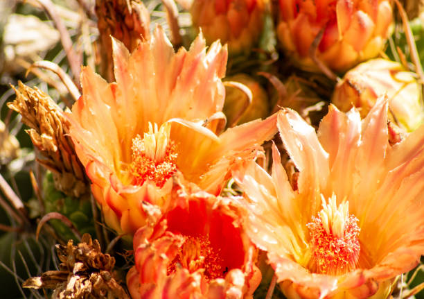 istock Cactus Blooms in Tucson 1175125229