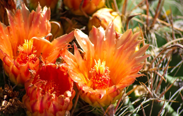 istock Cactus Blooms in Tucson 1175125240