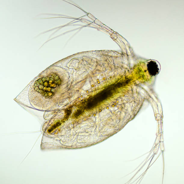 istock micrograph ventral view of daphnia, Daphniidae family 1175127833