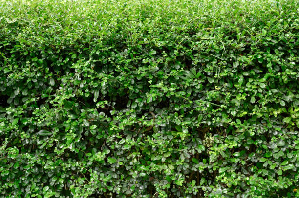 istock Fence of Siamese rough bush 1175127909