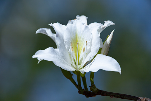 Soft Focus on Delicate White Flower on blurred background. Bauhinia alba - White Orchid Tree.