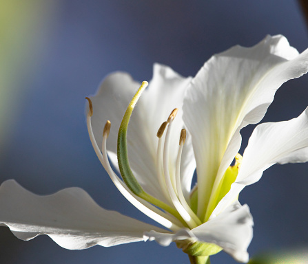 Selective Focus on stamens of a white bauhinia. Delicate Flower Theme.