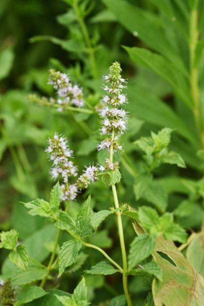 istock Japanese peppermint flowers 1175130261
