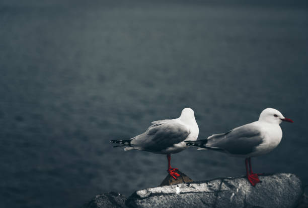 istock The close-up of two sea gull 1175131431