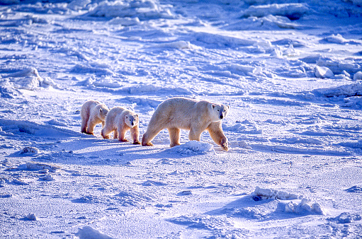 One polar bear (Ursus maritimus) mother strolling with her two cubs through the ice flows along the Hudson Bay.

Taken in Churchill, Manitoba, Canada.