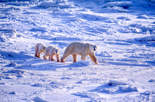 matriz do urso polar e dois filhotes no louro gelado de hudson - arctic manitoba churchill manitoba canada - fotografias e filmes do acervo