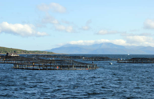 Fish Farm Cages Fish farm cages on Loch Fyne, Argyll and Bute, Scotland. loch fyne stock pictures, royalty-free photos & images
