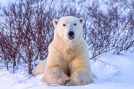 One polar bear (Ursus maritimus) in the Churchill willows along the Hudson Bay, waiting for the bay to freeze over so it can begin the hunt for ringed seals.

Taken in Cape Churchill, Manitoba, Canada.