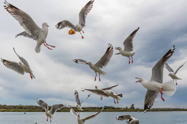istock Dropping in for a feed - Seagulls flying in the air 1175136114