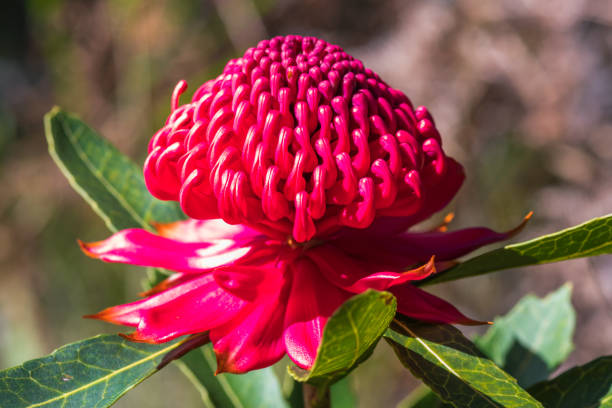 istock Red Waratah Flower in Bloom 1175136152