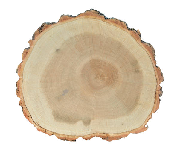 istock Cut of oak 12 1175136191