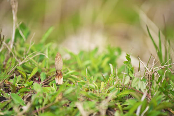 Equisetum arvense、horsetail