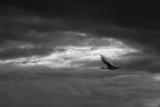 istock the bird is flying through the cloudy sky 1175140957