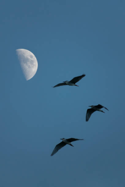 three birds are flying by near moon