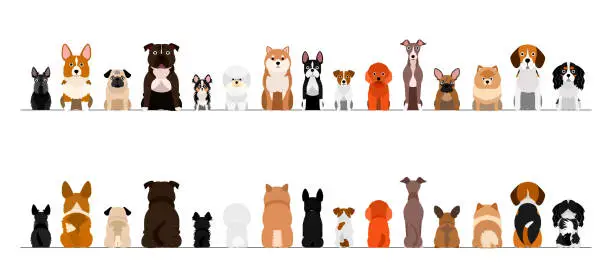 Vector illustration of small dogs border border set, full length, front and back