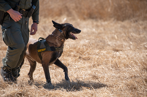 Police dog training with Belgian Malinois with protective clothing