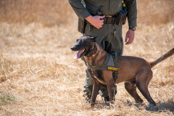 Belgian Malinois training in field with k9 unit of police force Police dog training with Belgian Malinois with protective clothing search and rescue dog photos stock pictures, royalty-free photos & images