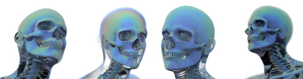 istock 3d rendering illustration of skull anatomy collection 1175146999