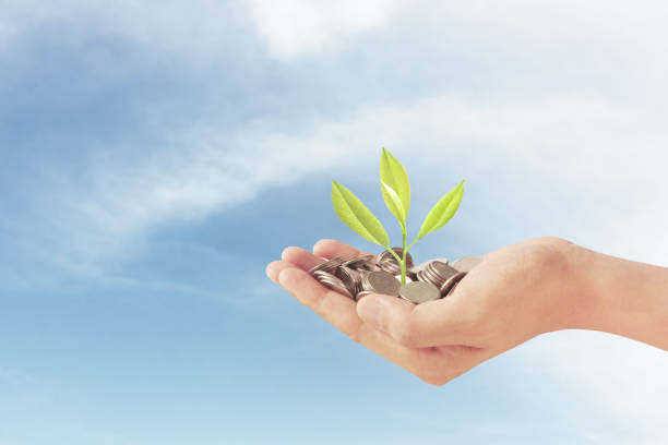 istock Money plant growing from coins in hand 1175148563