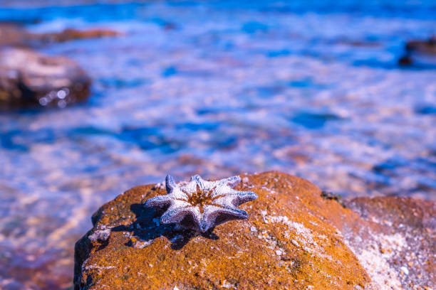 istock Starfish on a rock near the sea with blurred background 1175149152