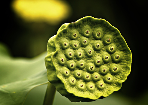 Live lotus pod and seedheads. Some people have a phobia called trypophobia towards these pods and the holes in them.