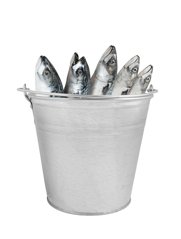 Mackerel fish in metallic bucket isolated on white background