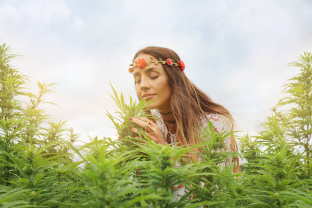 joven mujer boho en el campo del cannabis - examining medicine healthcare and medicine beauty in nature fotografías e imágenes de stock