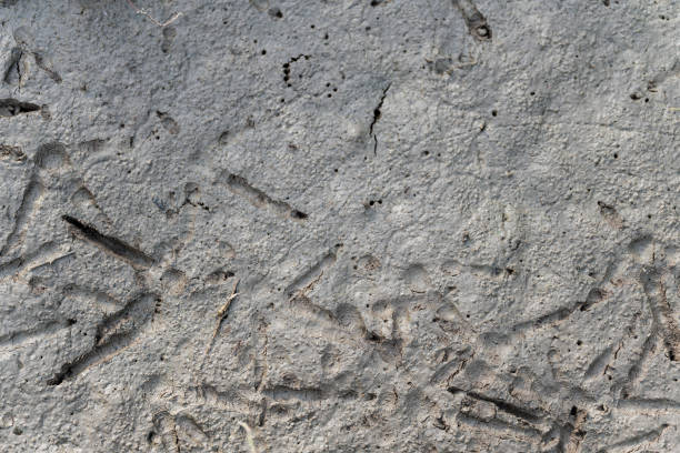 istock Footprints of chickens and birds on the mud floor 1175152731