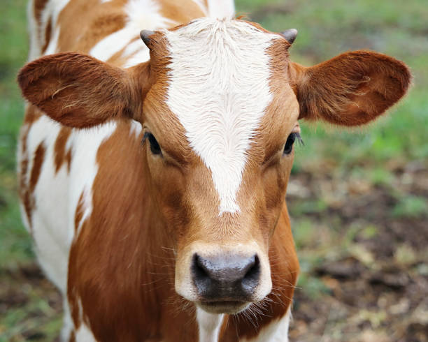 istock Colorful Texas Longhorn Calf 1175156070