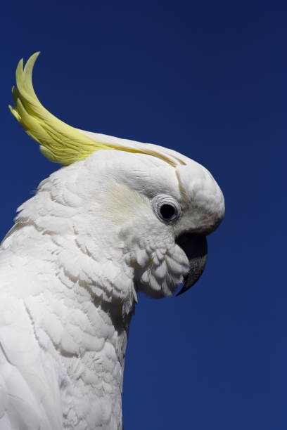 istock Sulphur Crested Cockatoo 1175156205