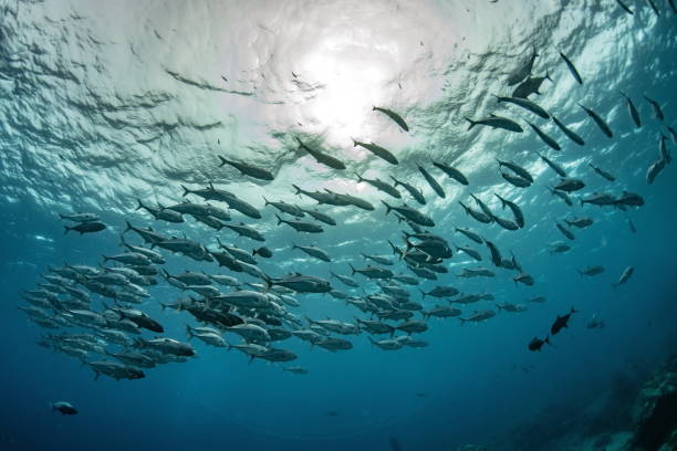istock school of jack fish underwater 1175156365