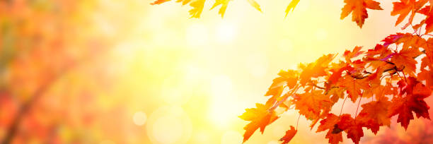 istock Golden autumn sunset background 1175157303