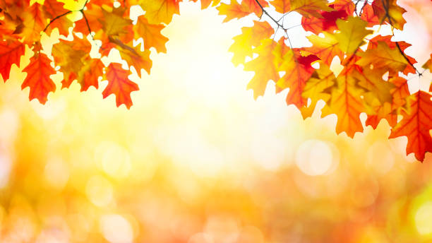 istock Golden autumn sunset background 1175157310