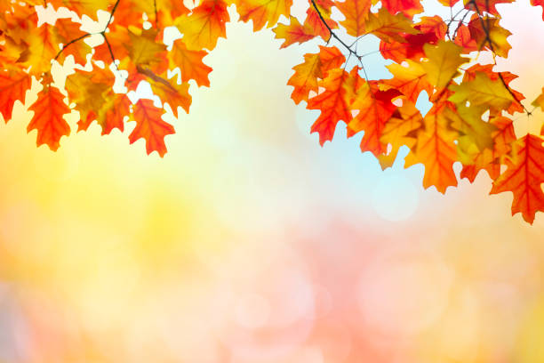 istock Golden autumn sunset background 1175157316