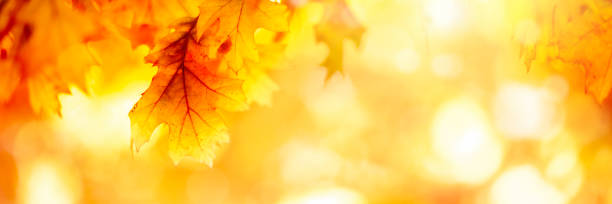 istock Golden autumn sunset background 1175157321