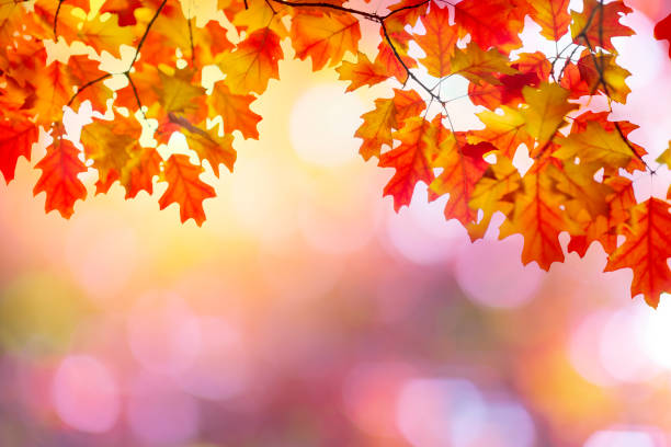 istock Golden autumn sunset background 1175157355