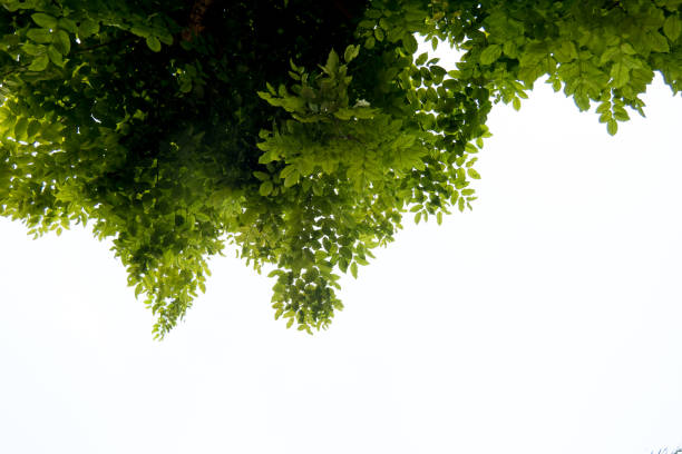 Background Concept for natural and spring theme