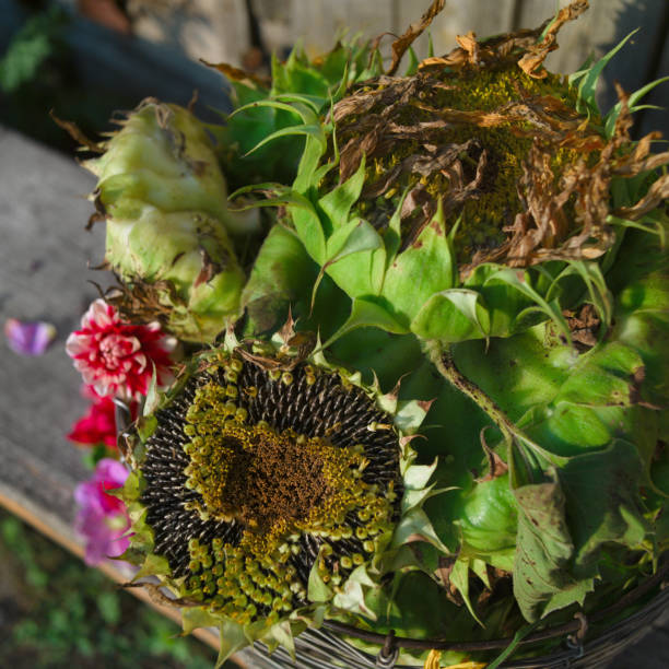 istock sunflower and flowers 1175158249
