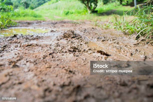 비에 진흙 젖은 진흙에 대한 스톡 사진 및 기타 이미지 - 진흙, 피트 스톱, 동물의 배설물 - iStock