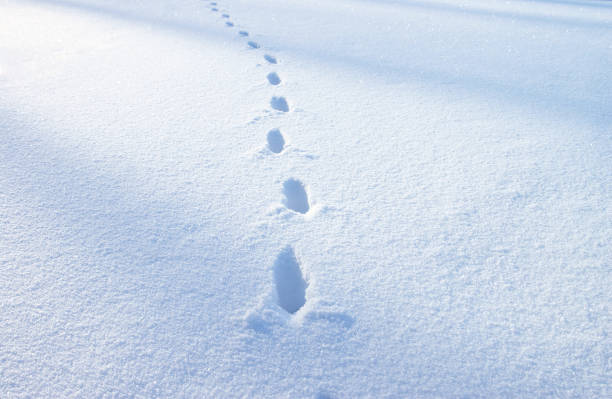 istock Footsteps in the blue snow 1175161382