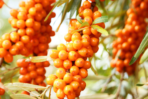Sea buckthorn tree branches with berries